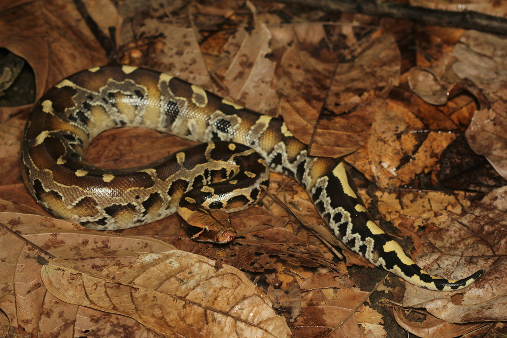 Bornean Short Python in March 2025 by a_f_r · iNaturalist