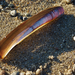Atlantic Jackknife - Photo (c) Ken-ichi Ueda, some rights reserved (CC BY-NC-SA)