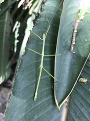 Pseudosermyle tridens