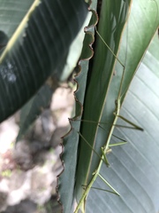 Pseudosermyle tridens