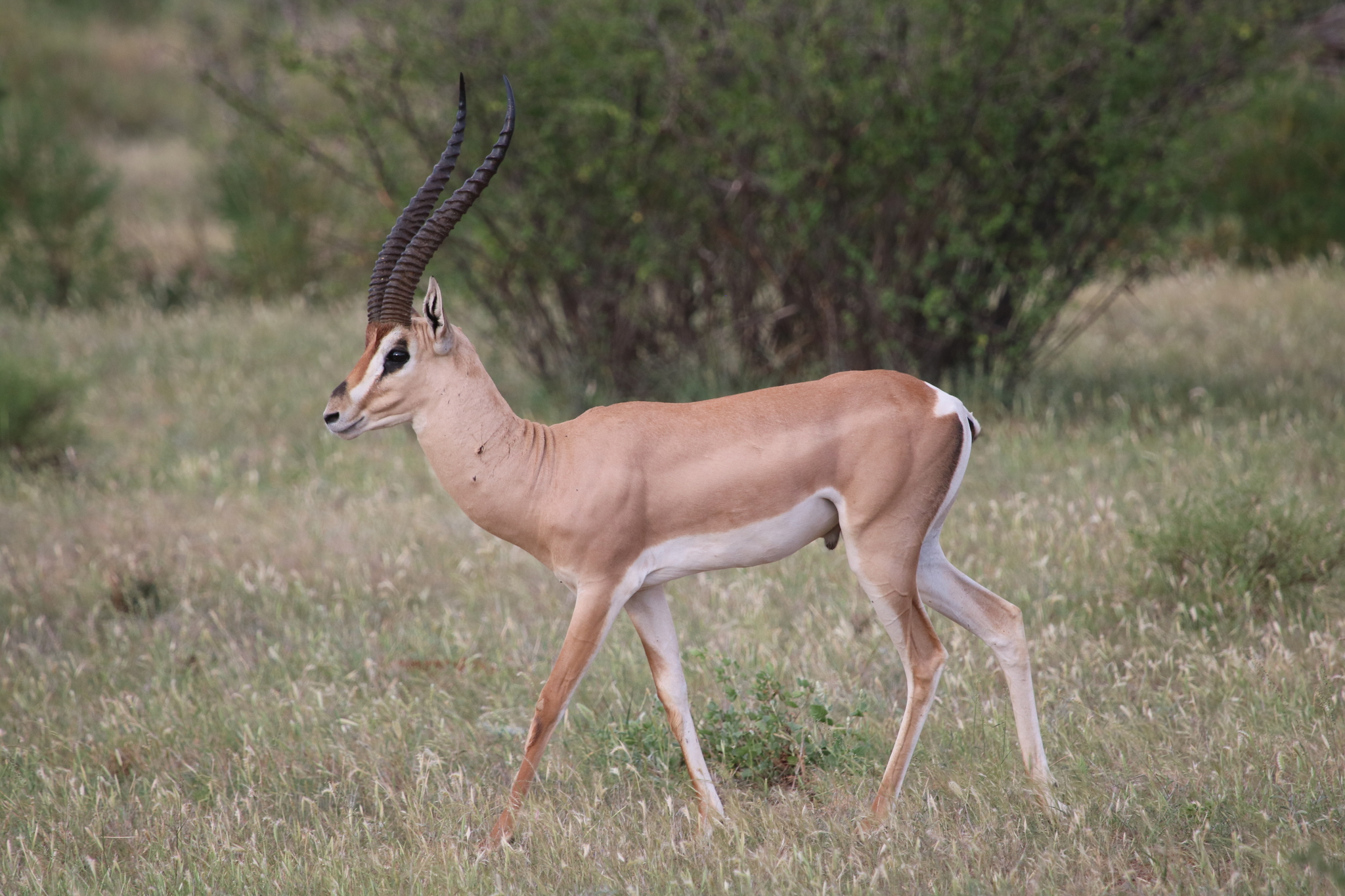 Grant's Gazelle (Nanger granti) · iNaturalist