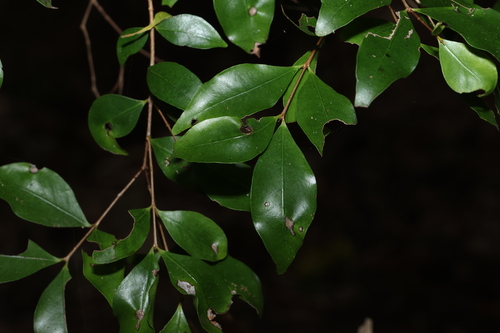 Image of Gossia punctata by (c) Greg Tasney, some rights reserved (CC BY-SA)