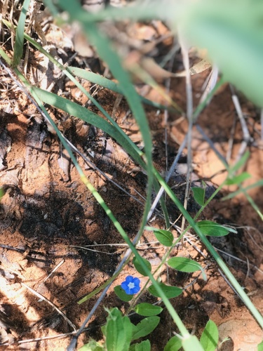tropical speedwell