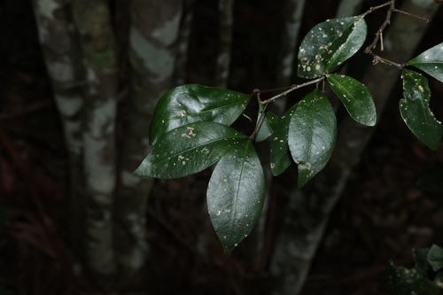Image of Rhysotoechia bifoliolata by (c) Greg Tasney, some rights reserved (CC BY-SA)