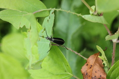 Epicauta cinerea-group