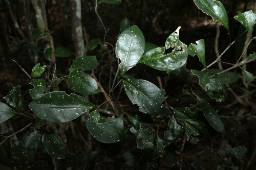 Image of Rhysotoechia bifoliolata by (c) Greg Tasney, some rights reserved (CC BY-SA)