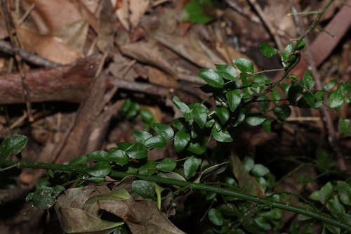 Image of Scrambling Caper (Capparis sarmentosa) by (c) Greg Tasney, some rights reserved (CC BY-SA)