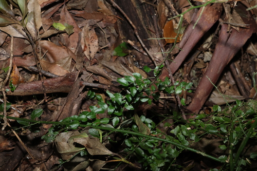 Image of Capparis sarmentosa by (c) Greg Tasney, some rights reserved (CC BY-SA)