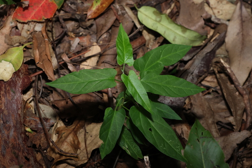 small-leaved tylophora (Vincetoxicum grandiflorum)