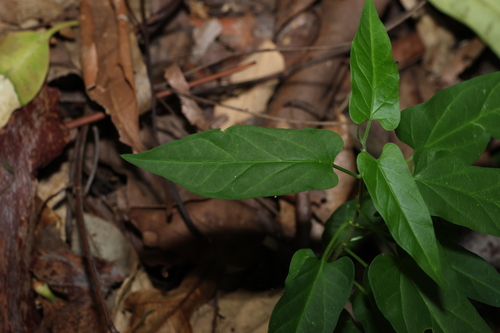 Image of Vincetoxicum grandiflorum by (c) Greg Tasney, some rights reserved (CC BY-SA)