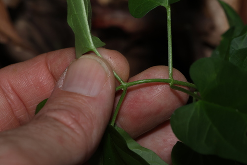 Image of Vincetoxicum grandiflorum by (c) Greg Tasney, some rights reserved (CC BY-SA)