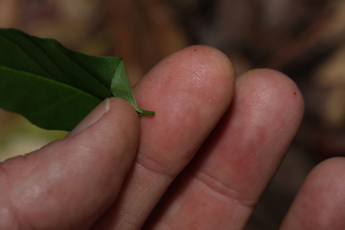 Image of Vincetoxicum grandiflorum by (c) Greg Tasney, some rights reserved (CC BY-SA)