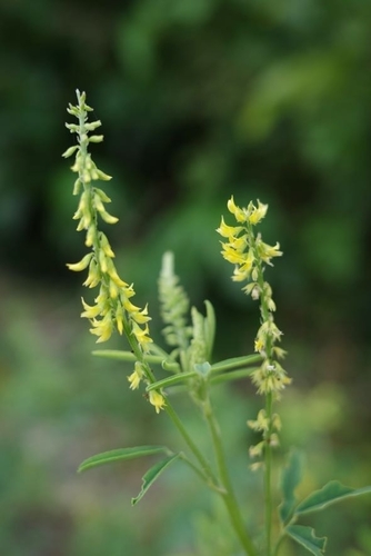 Image of Common Yellow Melilot (Melilotus suaveolens) by no rights reserved