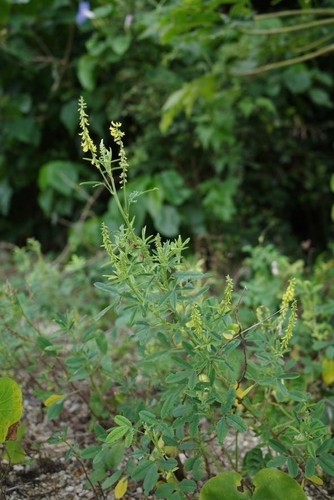 Image of Common Yellow Melilot (Melilotus suaveolens) by no rights reserved