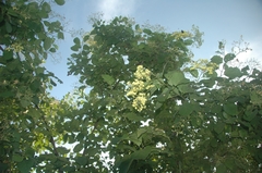 Cordia dentata