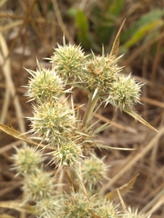 Eryngium petiolatum