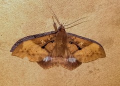 Ischyja