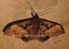 Ischyja