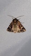 Celaena haworthii