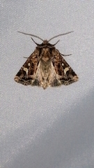 Celaena haworthii