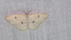 Cyclophora albipunctata