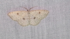 Cyclophora albipunctata