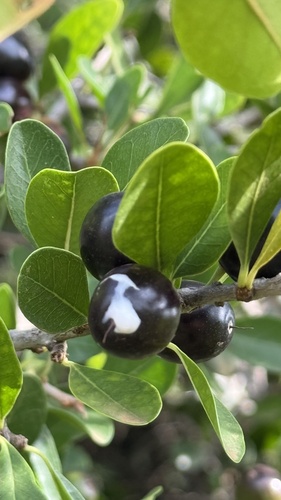 Sideroxylon obtusifolium obtusifolium