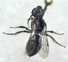 Lasioglossum pectorale