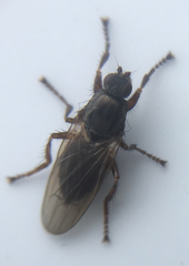 Coelopidae
