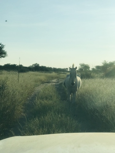 Domestic Horse