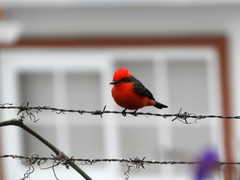 Pyrocephalus rubinus