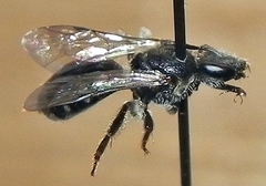Lasioglossum pectorale