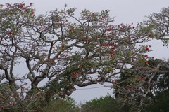 Erythrina caffra