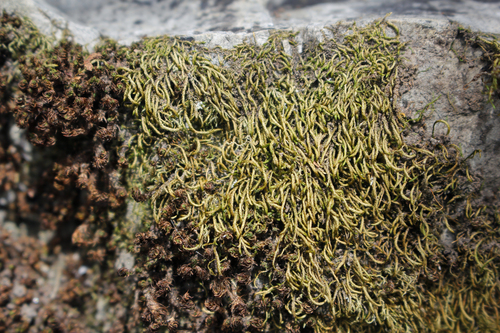 Pseudoleskeopsis artariae, 2025-03-29