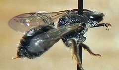 Lasioglossum pectorale