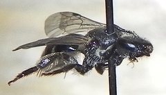 Lasioglossum pectorale