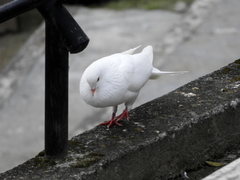 Columba livia domestica