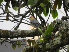 Melanerpes rubricapillus