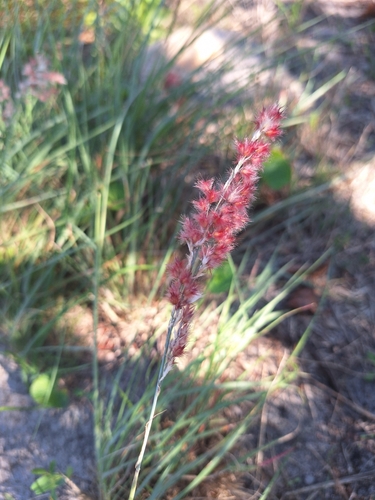 Image of Bristle-Leaved Red-Top Grass (Melinis nerviglumis) by (c) Adele SL, some rights reserved (CC BY)