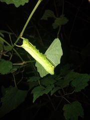 Acosmeryx naga