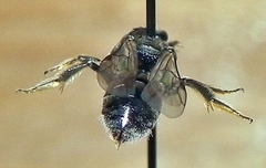 Lasioglossum pectorale