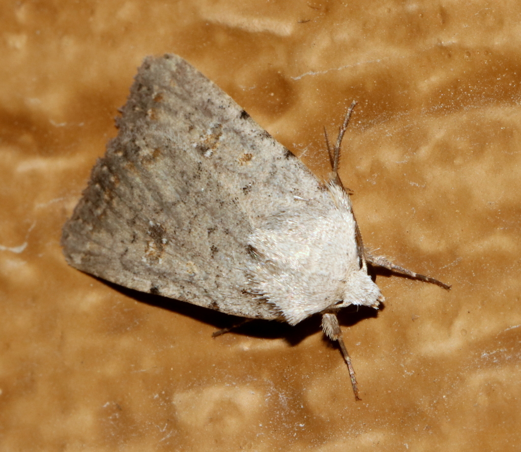 Anicla tenuescens