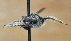 Lasioglossum pectorale