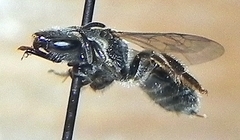 Lasioglossum pectorale