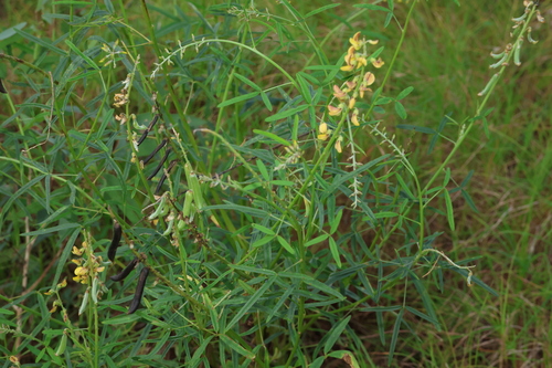 Image of Crotalaria lanceolata by (c) Greg Tasney, some rights reserved (CC BY-SA)