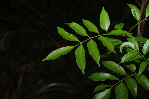 Image of Rhodosphaera rhodanthema by (c) Greg Tasney, some rights reserved (CC BY-SA)