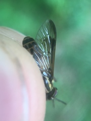 Chrysops shermani
