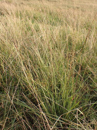Sporobolus africanus