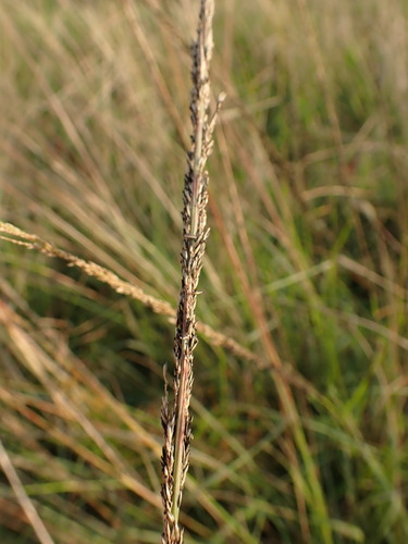 Sporobolus africanus