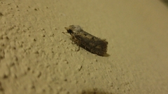 Acrolophinae